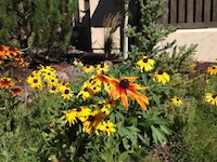 landscaped lawn